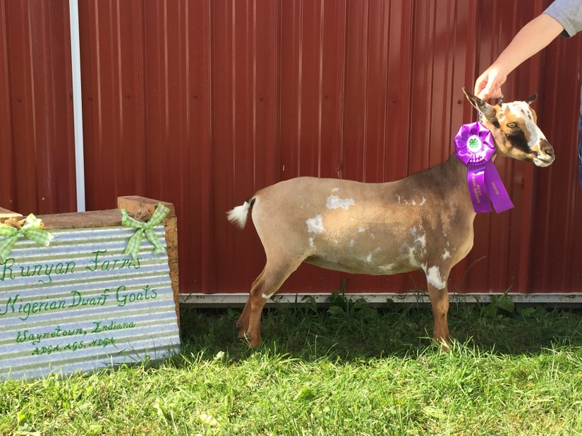 SINAI THUNDER SUMMER NIGHTS