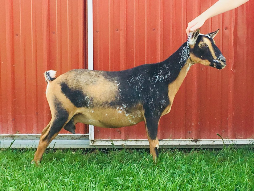 KYEEMA RIDGE DIXIELAND DELIGHT